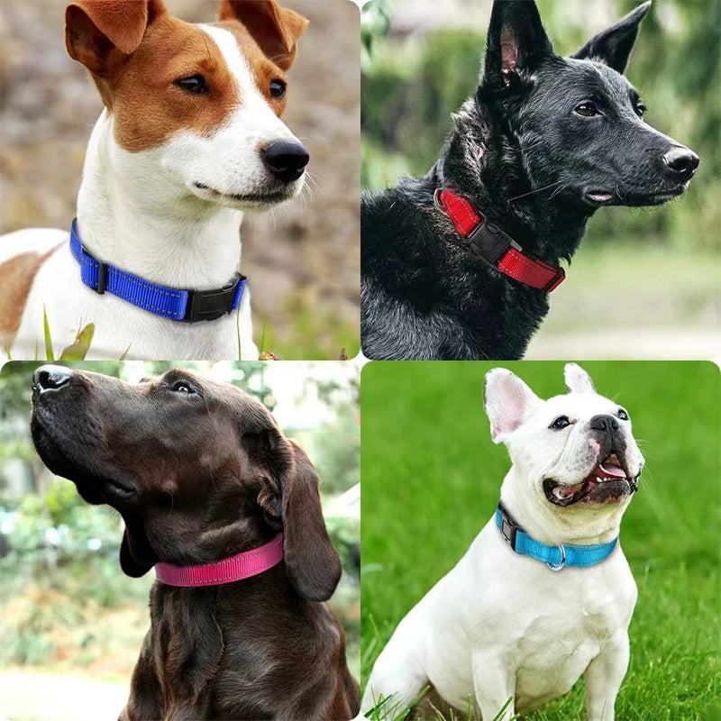 Collier Réfléchissant Chien