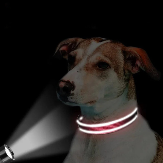 Collier Réfléchissant Chien